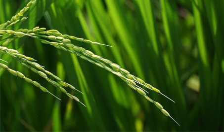 Mangzhong : une saison de récoltes et d'actions écologiques